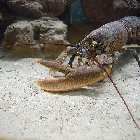 Palombaro